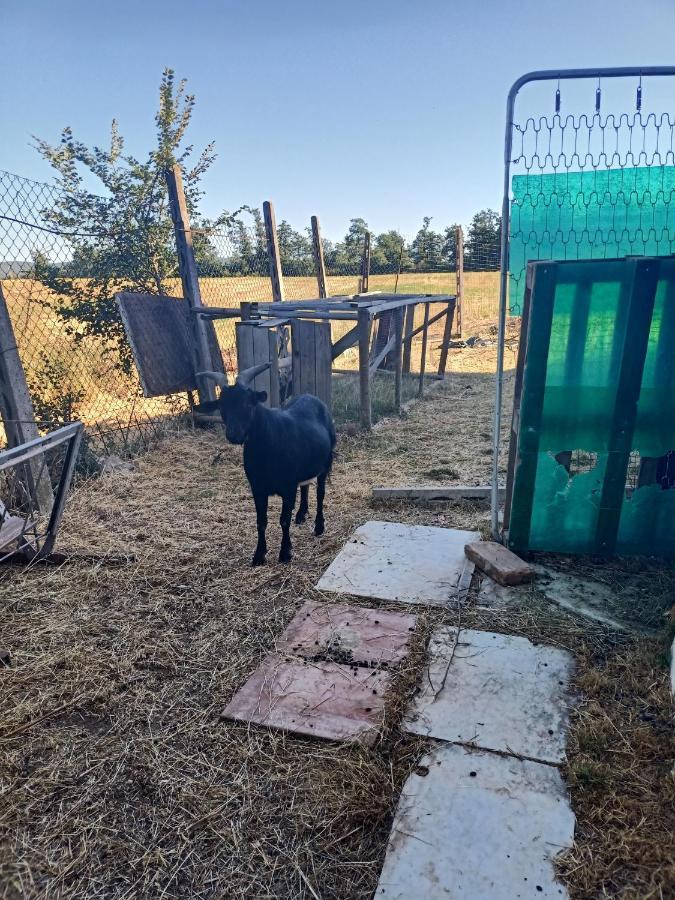 Agriturismo Podere La Selva Villa Serre Di Rapolano ภายนอก รูปภาพ