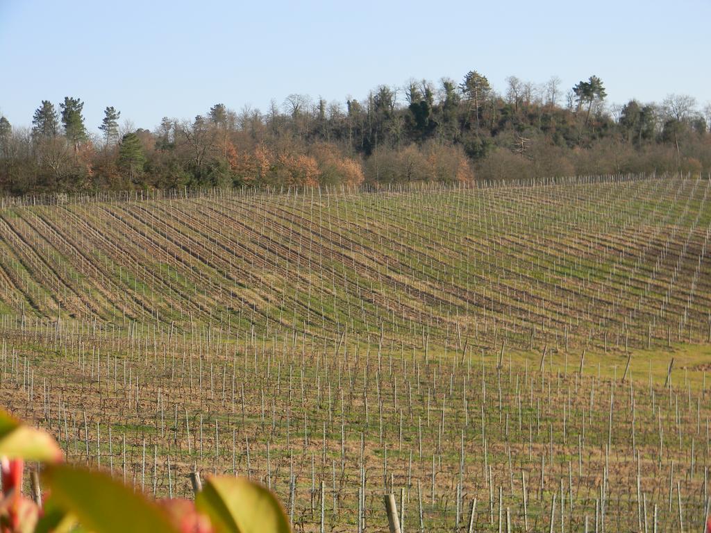 Agriturismo Podere La Selva Villa Serre Di Rapolano ภายนอก รูปภาพ