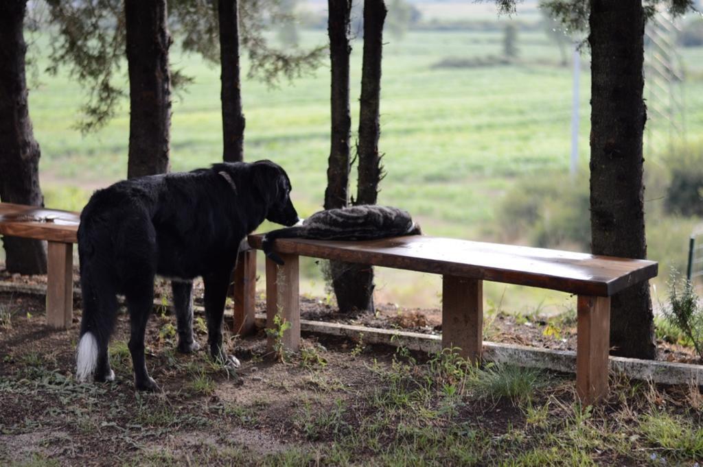 Agriturismo Podere La Selva Villa Serre Di Rapolano ภายนอก รูปภาพ