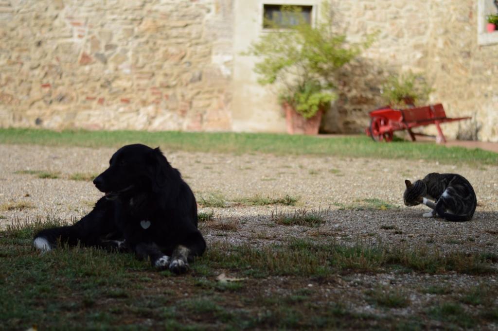 Agriturismo Podere La Selva Villa Serre Di Rapolano ภายนอก รูปภาพ
